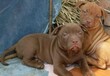 南充萊州紅犬怎么喂養疫苗齊包健康