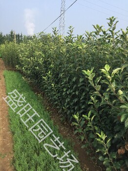 唐山紅富士蘋(píng)果苗基地