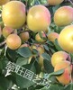 2公分杏樹凱特杏樹苗供應貴州,紅太陽杏樹苗