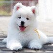 恩施哪里有出售三四個月的邊牧犬