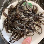 杭州淡水黄骨鱼苗耐运输胡子鲶鱼苗黄颡鱼苗,黄骨鱼苗图片1