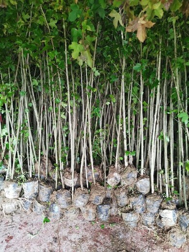 福新苗圃枫香地苗,石家庄从事枫香小苗