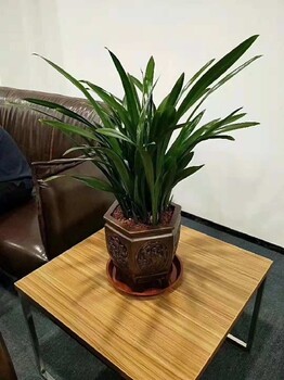 北京办公室绿色植物租摆公司