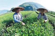 贵州奶茶店茶叶供货厂家图片0