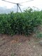 赣州赣南脐橙苗种植产品图