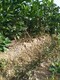 贵州早熟脐橙苗种植产品图