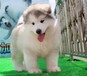 上海巨型阿拉斯加犬多少钱一只狗场出售疫苗齐健康无忧