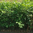 河东销售娜塔栎小苗质量可靠,娜塔栎小苗种植基地