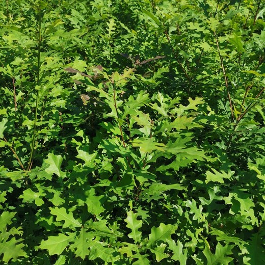 福新苗圃娜塔栎小苗种植基地,河北生产娜塔栎小苗批发代理