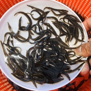 大型食用养殖鱼刺鳅苗港兴水产渔场出售钢鳅苗,辣锥苗