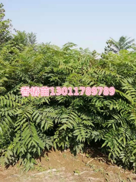 香椿苗.jpg