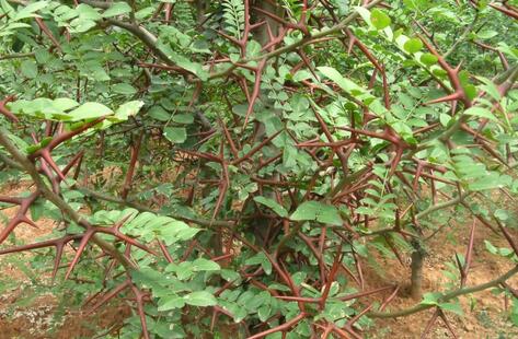 皂角樹種植效益高 一畝產(chǎn)值6000-10000元