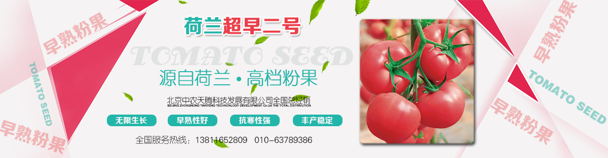 荷蘭超早二號(hào)1200.png