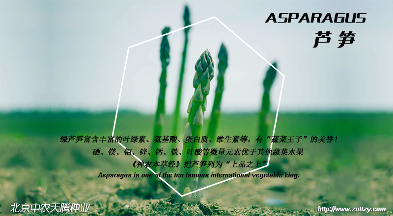 綠蘆筍營養(yǎng)價(jià)值a.png