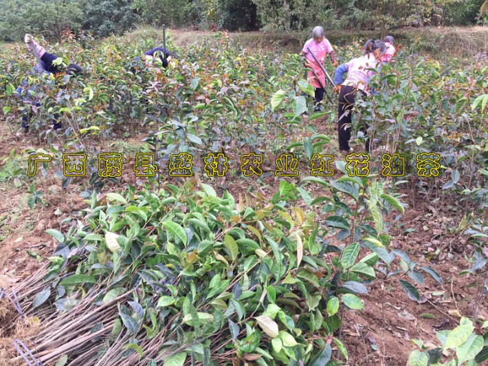 广西大果红花油茶嫁接苗圃批发藤县巨果红花油茶种植基地