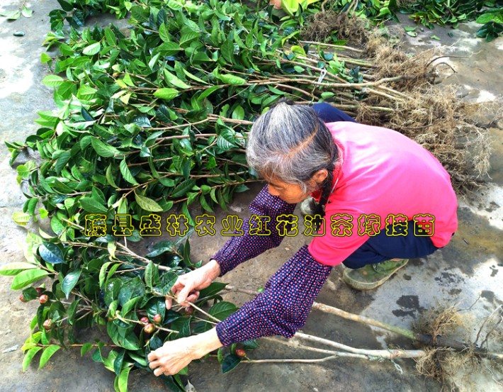 油茶的经济效益_油茶种植1亩收益多少 种植油茶的经济效益怎么分析(2)