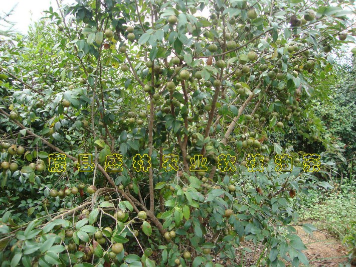 軟枝油茶1.jpg
