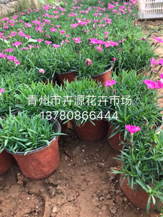 歐石竹16.JPG