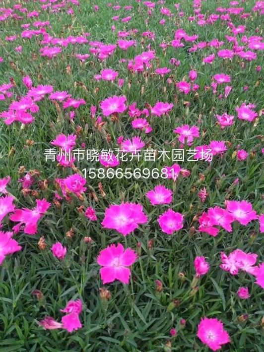 歐石竹7.JPG