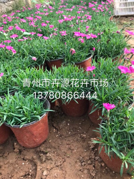 歐石竹16.JPG