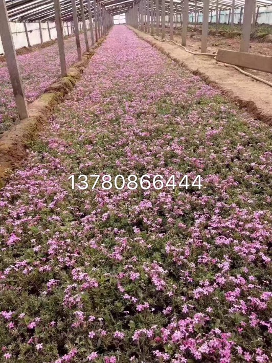 芝櫻12.JPG