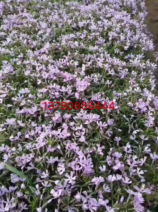 芝櫻14.JPG