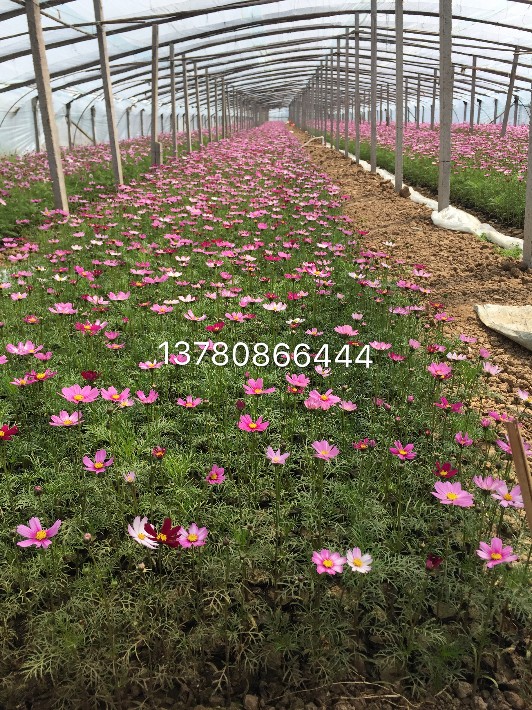 波斯菊0.1.JPG