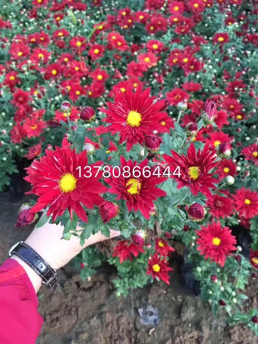 國慶菊6.JPG