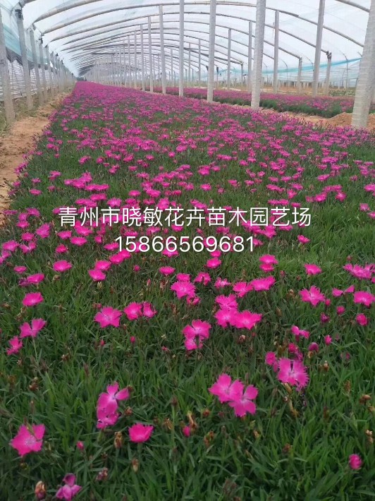 歐石竹4.JPG