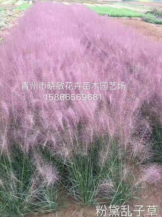 粉黛亂子草8.JPG
