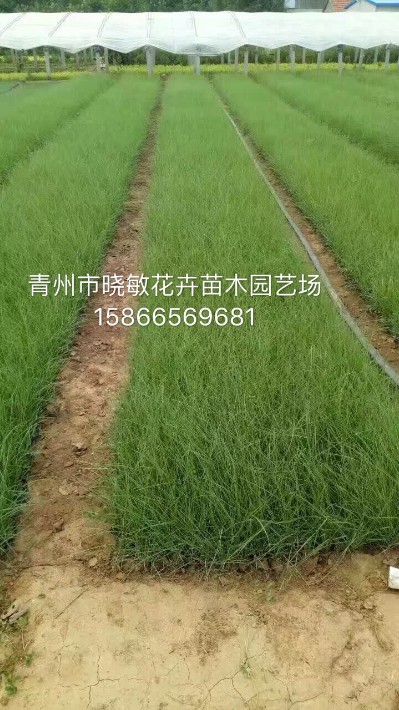 粉黛亂子草2.JPG