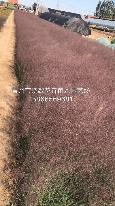 粉黛亂子草25.JPG