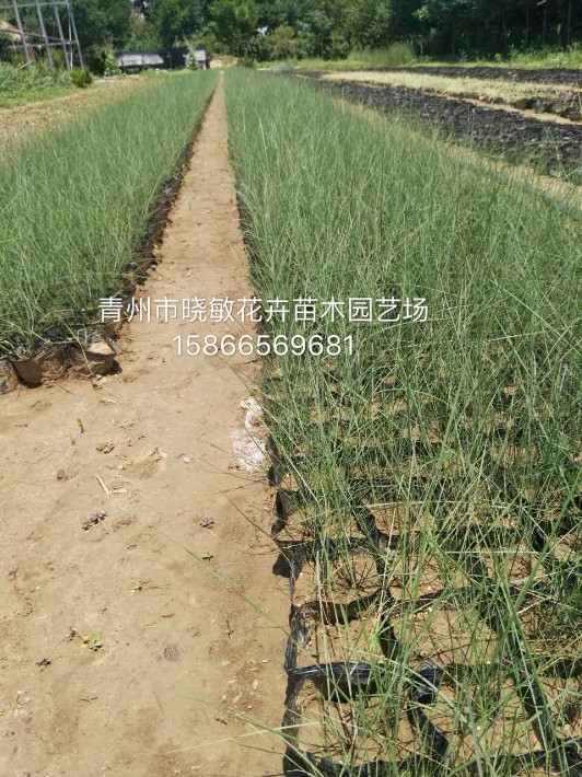 粉黛亂子草·1.JPG