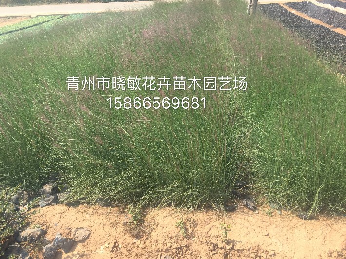 粉黛亂子草4.JPG