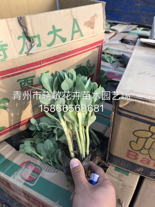 八寶景天6.JPG