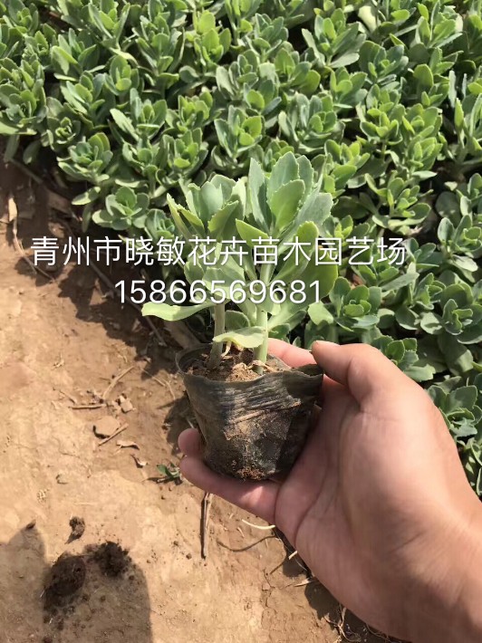 八寶景天8.JPG