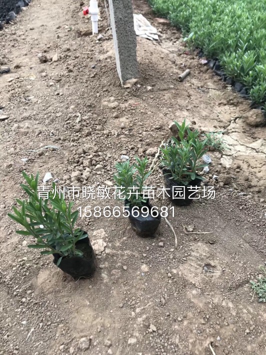 薰衣草7.JPG