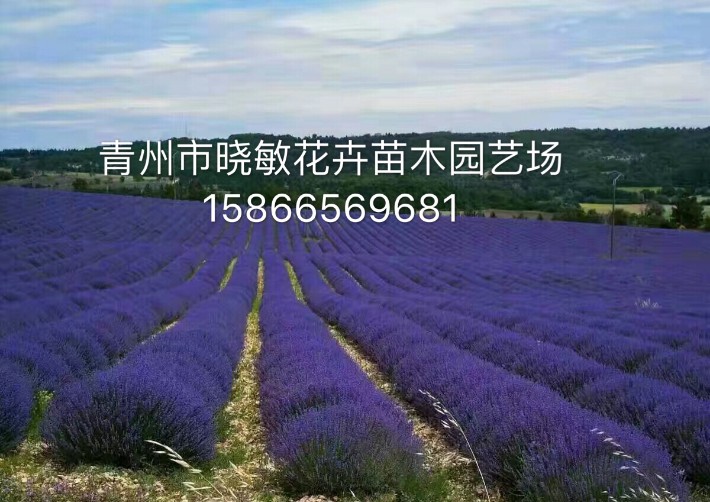 薰衣草52.JPG