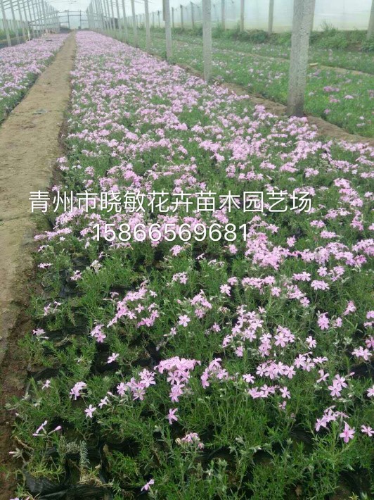 芝櫻56.JPG