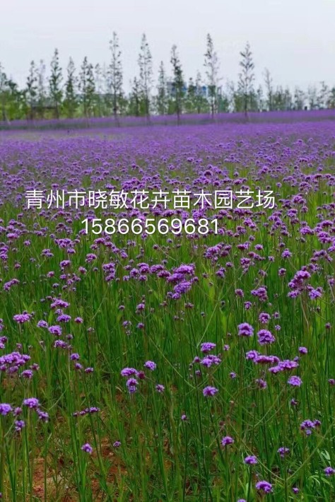 马鞭草19.JPG