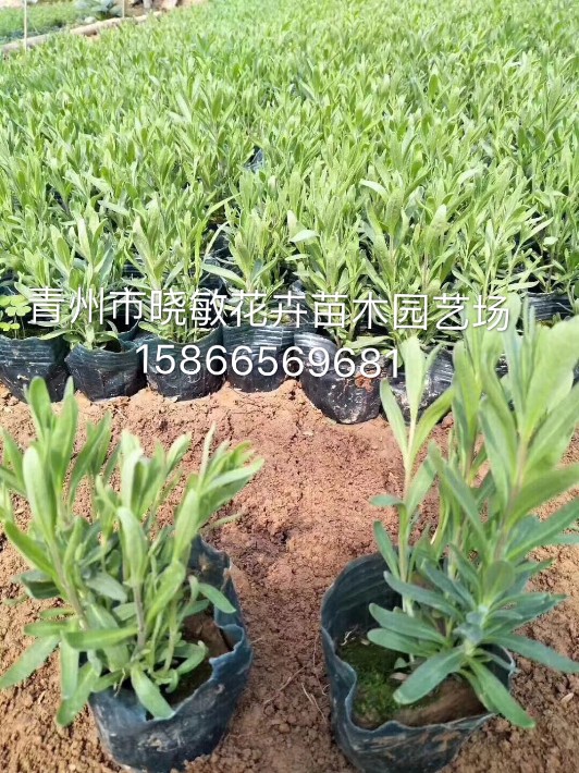 薰衣草12.JPG