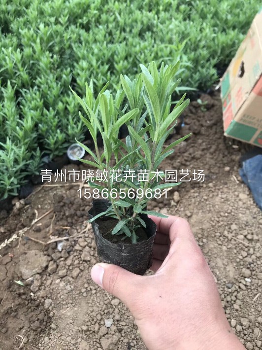 薰衣草.JPG