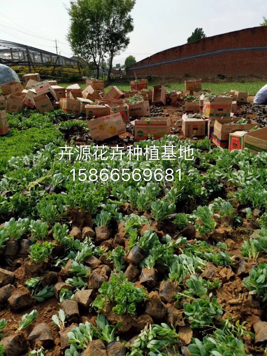 八寶景天11.JPG