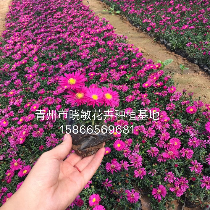 荷蘭菊.JPG