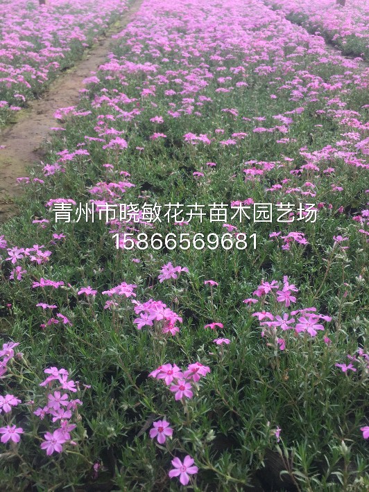 芝櫻3.JPG