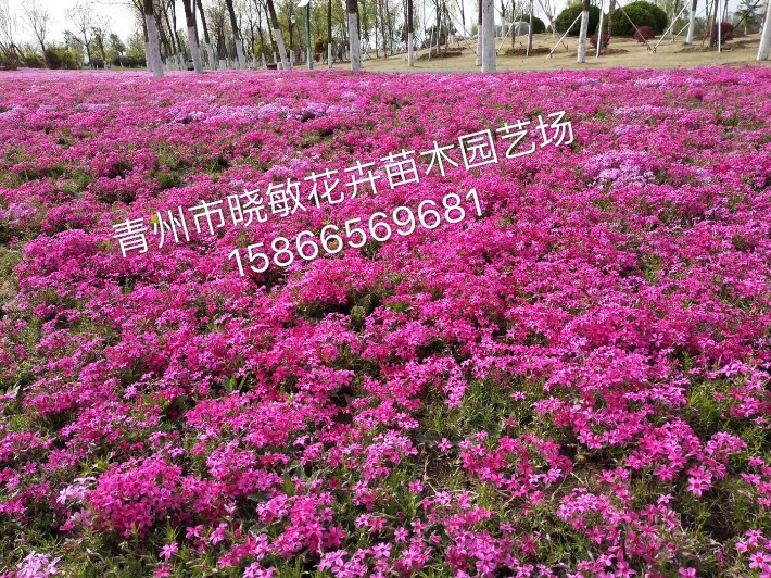 芝櫻57.JPG