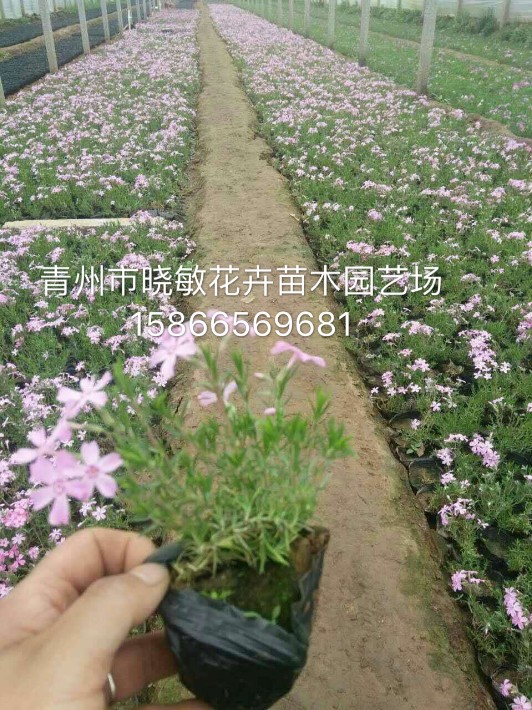 芝櫻55.JPG