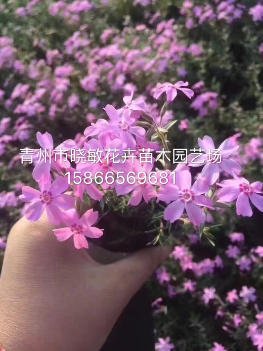 芝櫻13.JPG