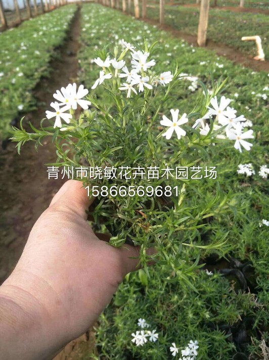 芝櫻48.JPG