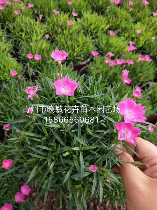 歐石竹.JPG